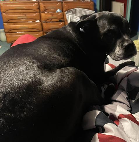 Black dog laying at the foot of a bed
