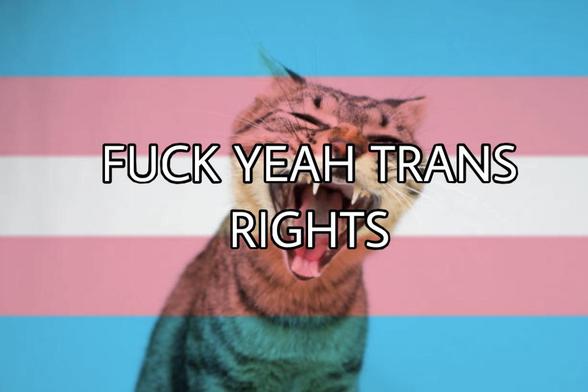 Trans flag overlay over cat screaming FUCK YEAH TRANS RIGHTS