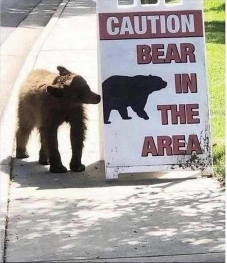 bear cub next to sign warning of bear in the area