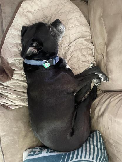 Black dog curled up on the couch