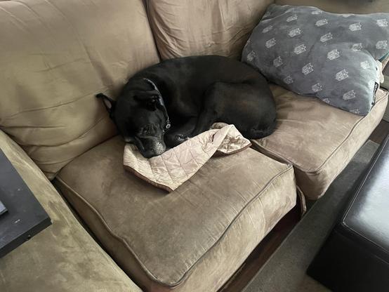 black dog curled up on a couch