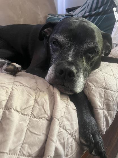 Black pitbull boxer with a white streak on his face lying down on the couch