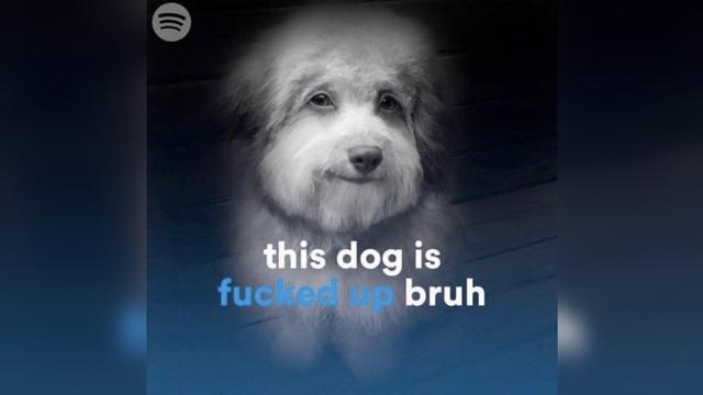 Spotify: This dog is fucked up bruh (picture of a fucked up dog)