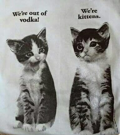 Kitten 1: “We’re out of vodka!” Kitten 2: “We’re kittens.”