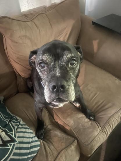 Black dog with white stripe on his face looking up from a couch
