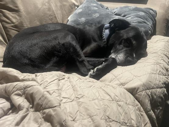 black pitbull boxer mix curled up on a couch
