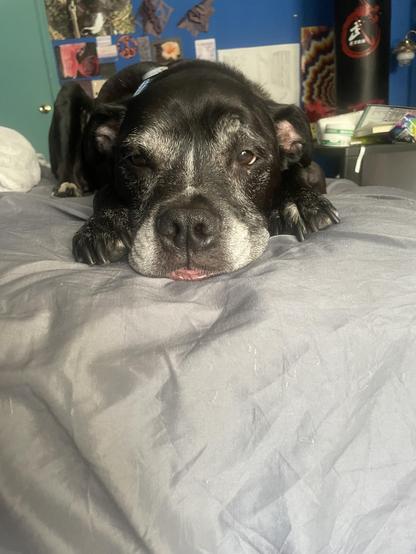 black pitbull boxer mix with a white stripe on his face wearing a blue collar lying down on a bed